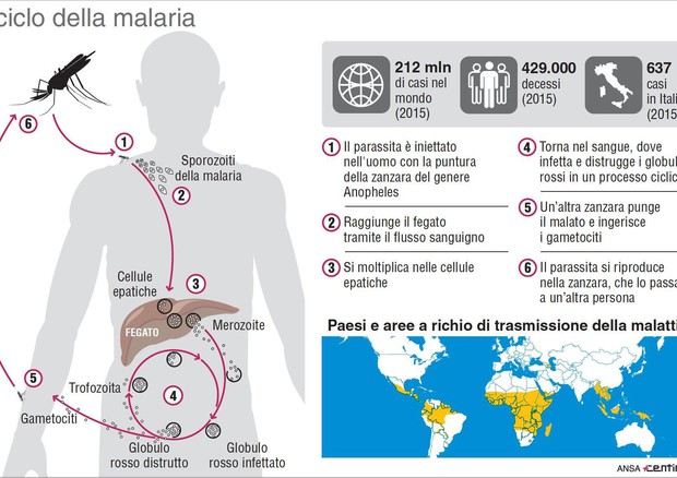 Malaria: 5 i tipi, per Sofia il più aggressivo © ANSA