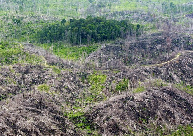 La deforestazione pesa più del previsto © ANSA
