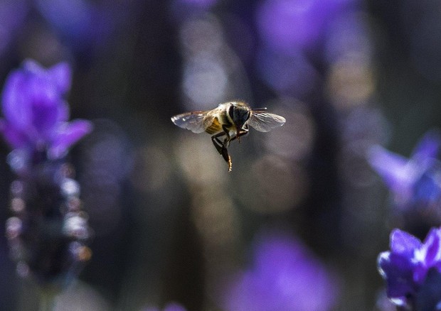 Ue lancia consultazione pubblica per fermare declino api © ANSA