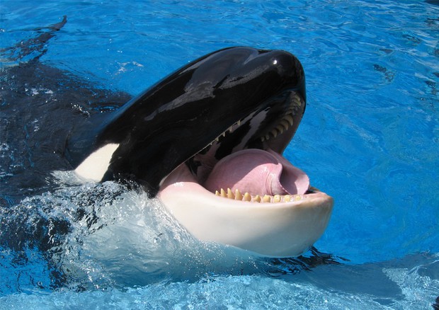 L'orca Wikie imita la voce umana e pronuncia le sue prime parole (fonte: Scott Kinmartin, Flickr) © Ansa