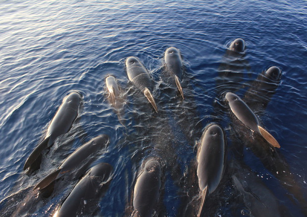 Avvistato maxi-gruppo di 25 delfini sul litorale romano © ANSA