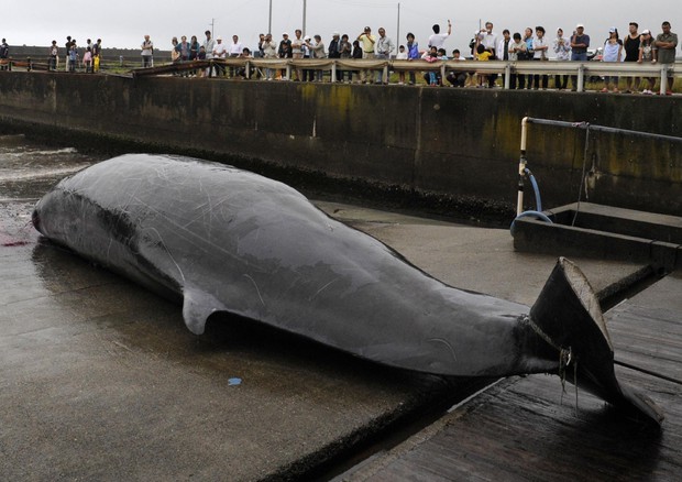 Giappone: balene; governo lascia Iwc per riprendere caccia © AP