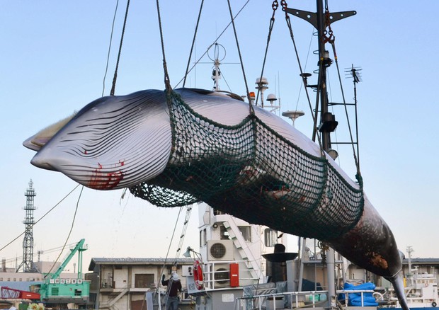 Caccia alle balene. Foto Kyodo News  via AP, File © AP