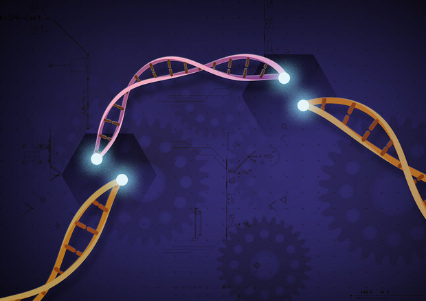 Rappresentazione grafica della tecnica della Crispr (fonte: Ernesto del Aguila III, National Human Genome Research Institute, NIH. Flickr) © Ansa