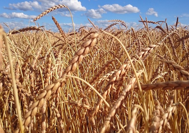 Fao, produzione mondiale record di grano e mais (fonte: Pixabay) © Ansa