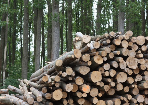 Biomasse: legna © ANSA