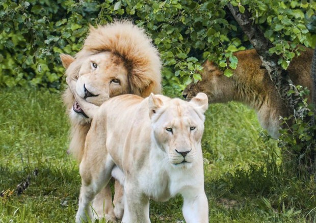 Blanco (scomparso nell'agosto scorso) e Safia, leoni bianchi nel Parco natura Viva di Bussolengo © ANSA