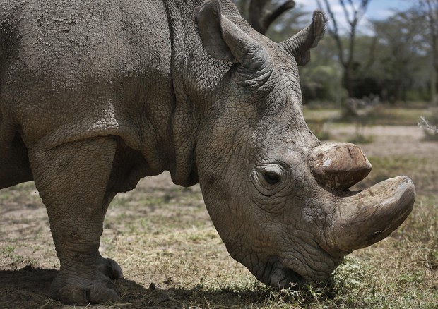 Kenya, rinoceronte bianco © AP