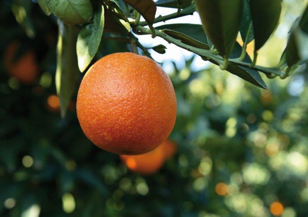Agrumi: arancia rossa di Sicilia © ANSA