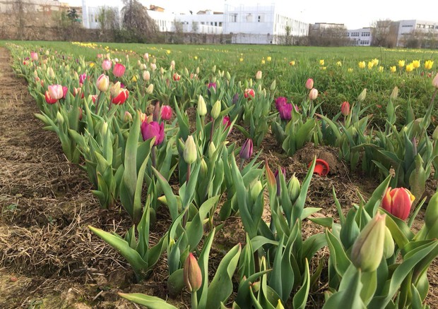 A Scandicci sbocciano 200.000 tulipani © ANSA