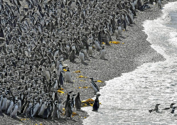 Antartide, scoperte in isole remote mega-colonia di pinguini.  Copyright 2017 The Associated Press. © AP