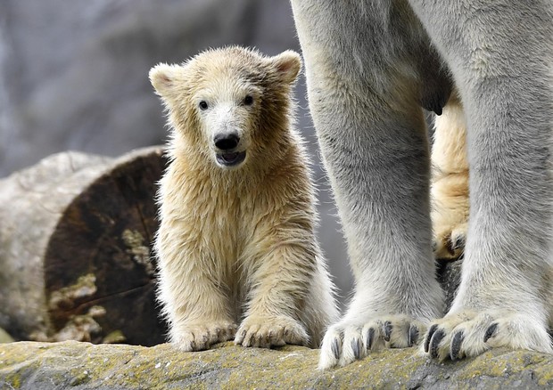 Il piccolo orso polare Nanook con la madre © AP