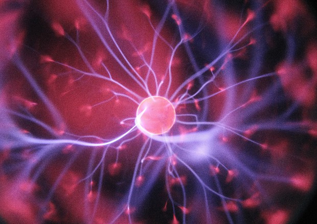 Cellula nervosa (Fonte: Hal Gatewood via Unsplash) © Ansa