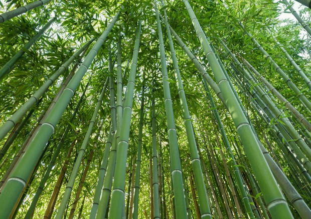 Bambu' © ANSA