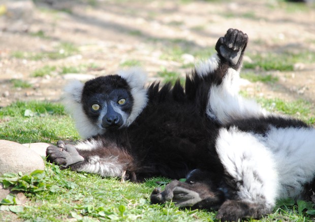 Silver compie 30 anni, è il terzo lemure più anziano d'Europa © Ansa