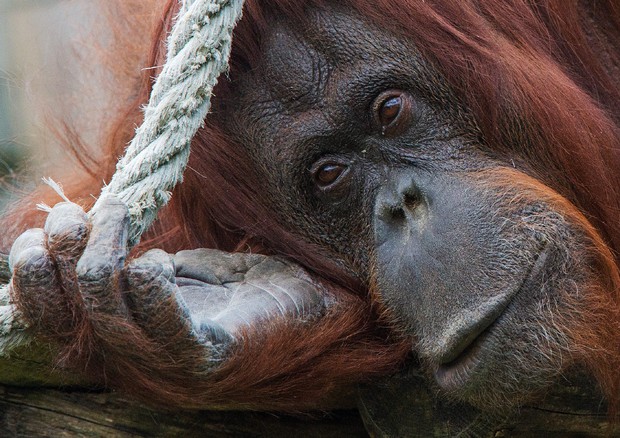 L'orangutan Nonja © ANSA