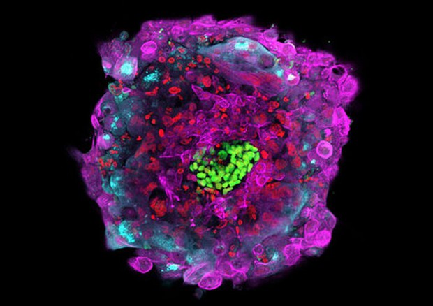 Le diverse strutture e i tipi cellulari in un embrione umano al 12 giorno dello sviluppo (fonte: Gist Croft, Alessia Deglincerti, Ali H. Brivanlou/The Rockefeller University) © Ansa