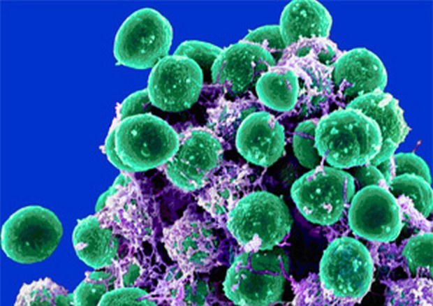 Batteri al microscopio (fonte: Microbe World/Flickr) © Ansa