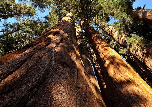 Foreste le  sequoie della Giant Forest, in California © ANSA