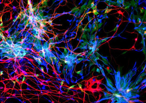 Neuroni della corteccia cerebrale coltivati in laboratorio hanno permesso di individuare i geni che hanno aumentato le dimensioni del cervello umano (fonte: Suzuki et al., Cell 10.1016/J.Cell.2018.03.067, 2018) © Ansa