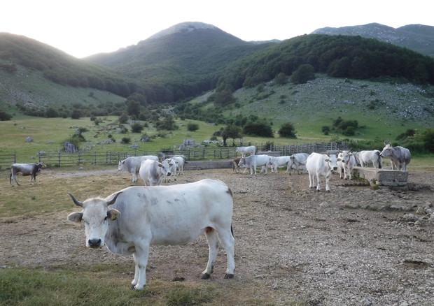 Allevamento, bovini, mucche al pascolo © ANSA