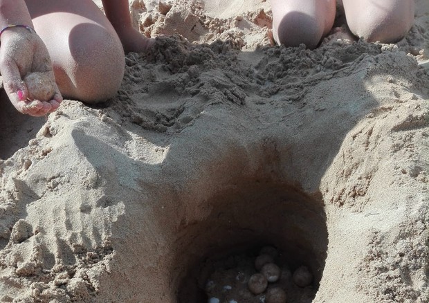 Le uova di tartaruga trovate nel Salento, da bambini che scavavano una buca sulla spiaggia © ANSA