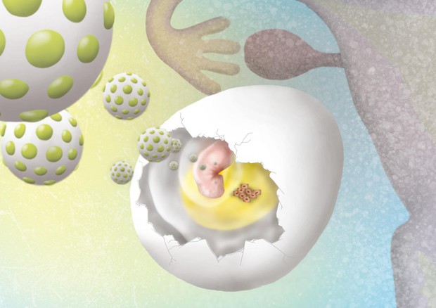 Le cellule tumorali sono impiantate sulla membrana che avvolge l'embrione di pollo (fonte: Izumi Mindy Takamiya) © Ansa