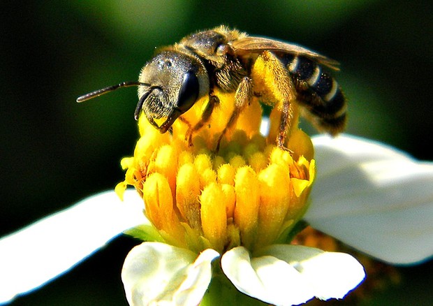 Le api sentinelle dell' ecosistema (fonte: Bob Peterson, Wikipedia) © Ansa