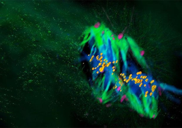 In verde i due fusi mitotici che tengono separati i cromosomi materni e paterni nell'embrione (fonte: Cartasiova/Hoissan/Reichmann/Ellenberg/EMBL) © Ansa