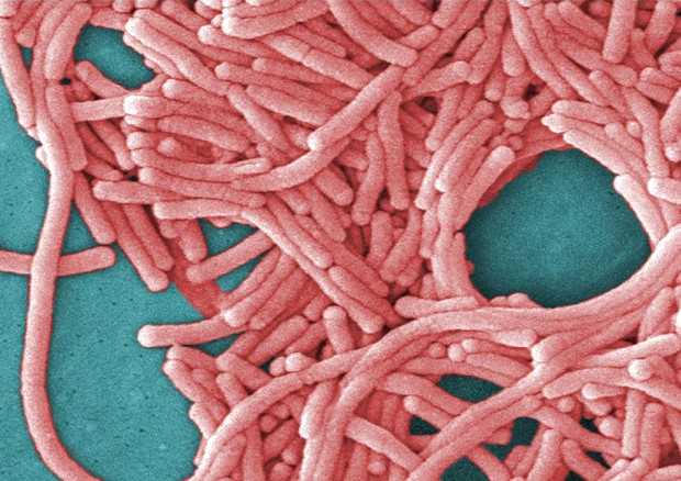 Il batterio che provoca la Legionella © AP
