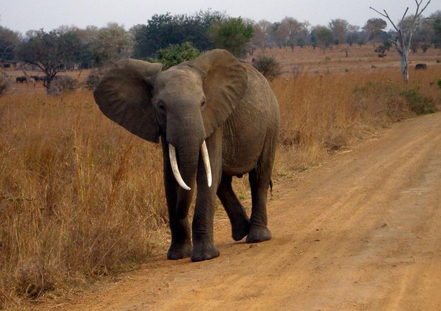 Un esemplare di elefante africano della Tanzania (fonte: Eleanor Yarisse) © Ansa