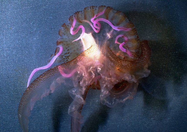 Medusa che trattiene nell'ombrello un frammento di polietilene di 1,7 cm di lunghezza © Ansa