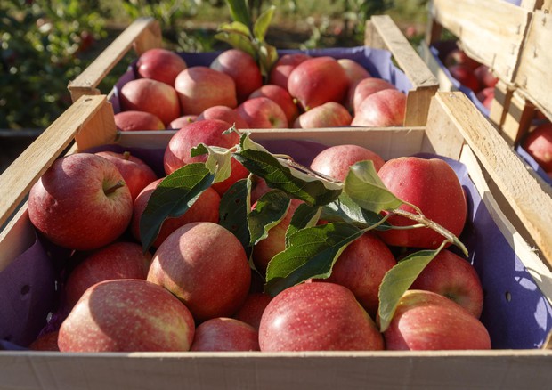 In calo del 20% della produzione di mele in Europa © ANSA