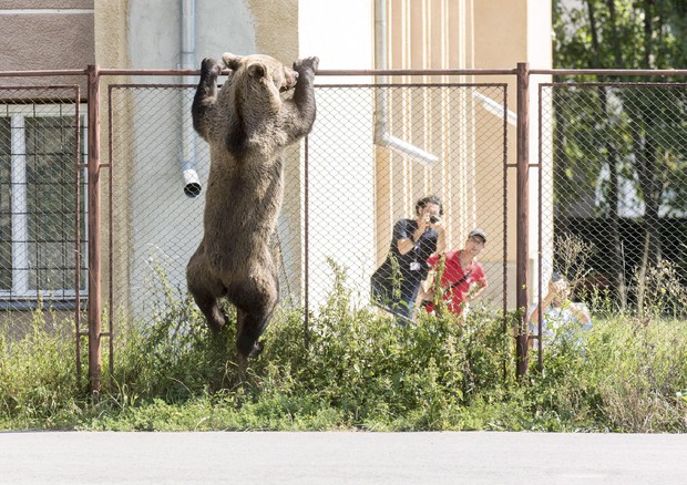 Brown bear in Romania © EPA