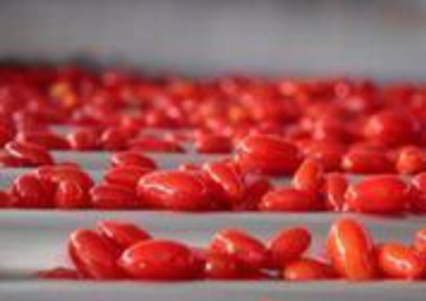 Derivati del pomodoro, al via obbligo origine in etichetta © ANSA