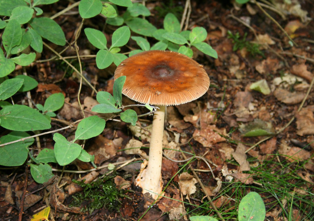 Per il 2018 è prevista una raccolta record di funghi (fonte: Public Domain Pictures) © Ansa