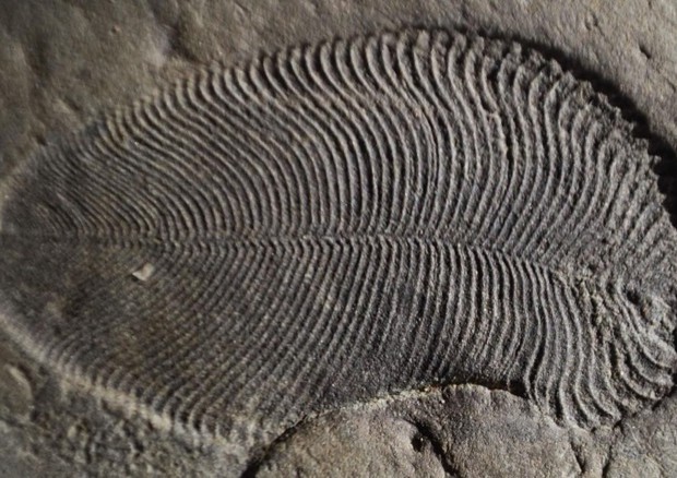 L’animale più antico della Terra risale a 558 milioni di anni fa. Si chiama ‘Dickinsonia’ ed è stato identificato grazie al colesterolo conservato nei resti fossili. (fonte: The Australian National University (ANU) © Ansa