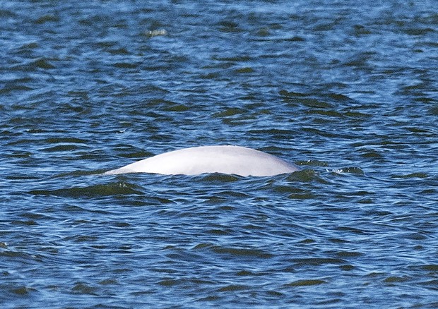Beluga whale spotted in Thames river © EPA