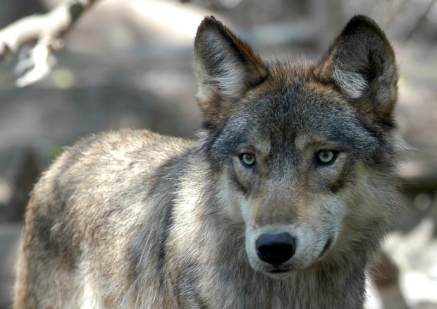 Cresce la popolazione del lupo, occupa 25% territorio d'Italia © AP