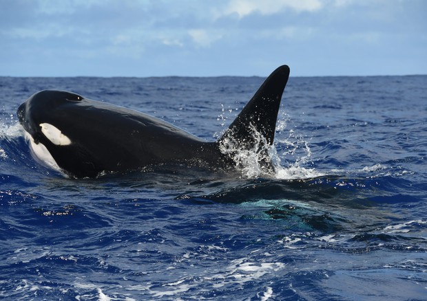 Un esemplare di orca © ANSA