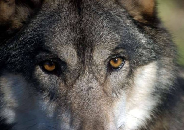 Lo sguardo fa la differenza tra lupi e cani © ANSA