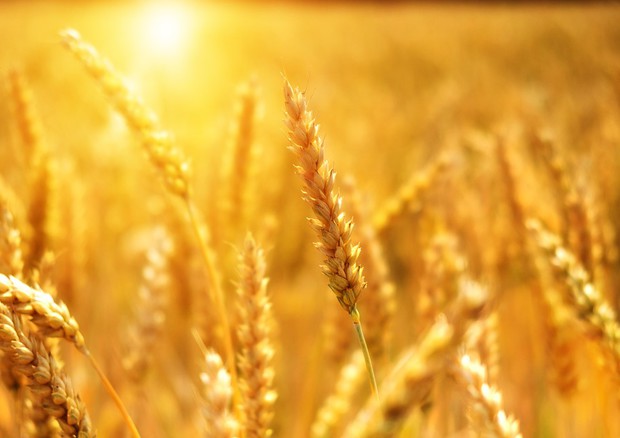 grano sole campo caldo (fonte. Pixabay) © Ansa