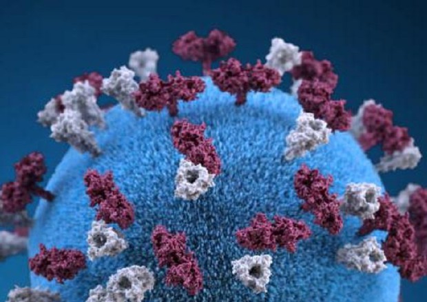 Rappresentazione grafica del virus del morbillo (fonte: CDC/PHIL) © Ansa