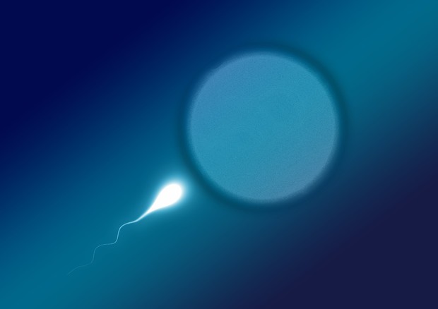 Svelato il meccanismo molecolare che sta dietro i casi di infertilità maschile inspiegabile (fonte: Pixabay) © Ansa