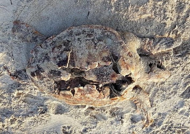 Carcassa tartaruga Caretta Caretta spiaggiata ad Alghero © ANSA