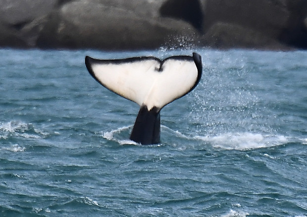 Le orche di Genova provengono dall' Islanda © ANSA