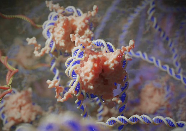Dna avvolto intorno a una struttura proteica chiamata nucleosoma (fonte: Ribosome Studio) © Ansa