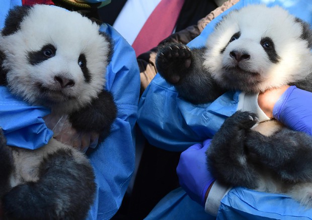 I panda gemelli dello zoo di Berlino © EPA