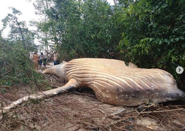 Mistero su balena trovata in bosco lontano da oceano  © Instagram