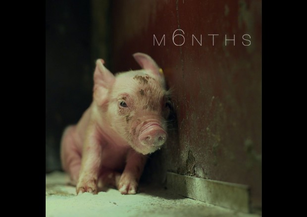 Il corto M6nths sulla vita di un porcellino in gabbia © Ansa
